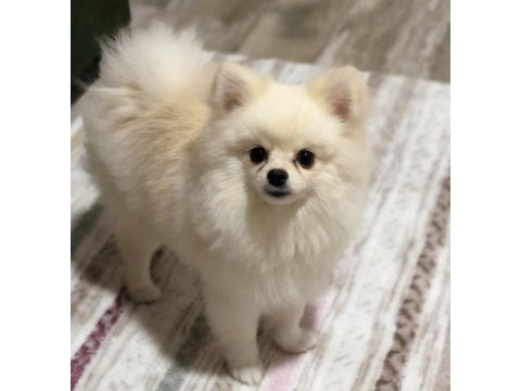 Pomeranian boo