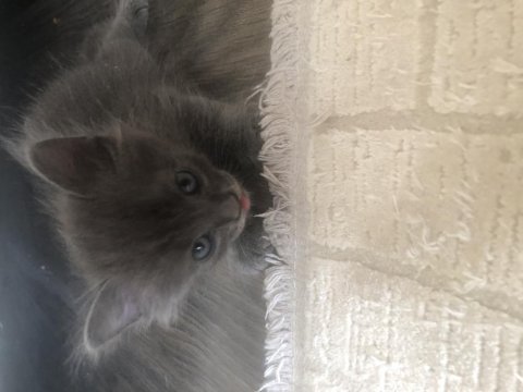 Güzel british shorthair bebişler