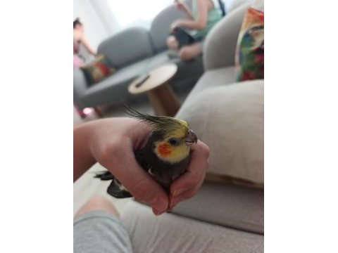 3,4 aylık bebek sultan papağanı