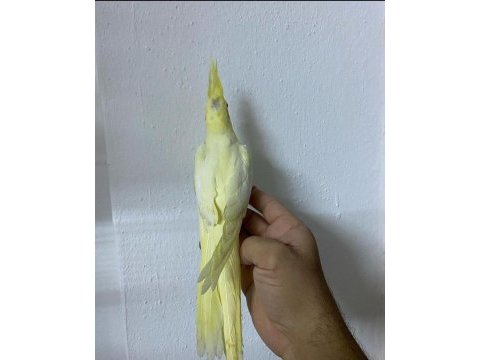 Lutino dişi sultan papağanı
