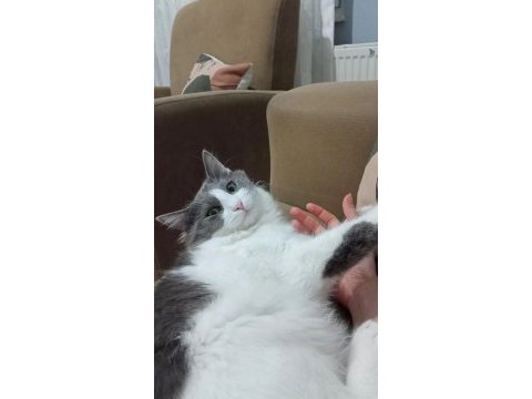 Kedimi sahiplendiriyorum