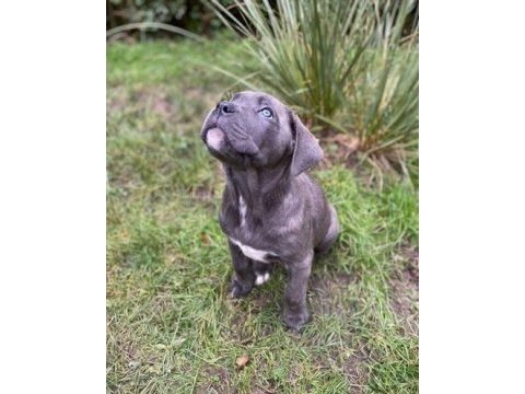 Safkan dev cane corso yavrular