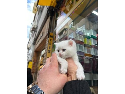 Minik bebek kediler sahiplerini bekler