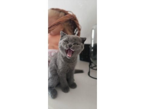 2 aylık erkek yavrularımız