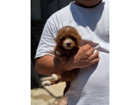 Sağlık ve ırk garantili maltipoo