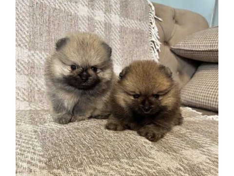 Pomeranian orange erkek ve dişi yavrular