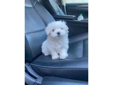 Orjinal kilo garantili maltese terrier yavrular