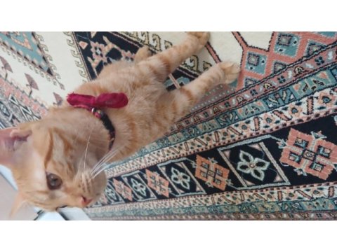 Kedimi sahiplendiriyorum
