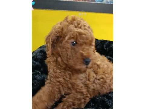 Biblo kızıl toy poodle