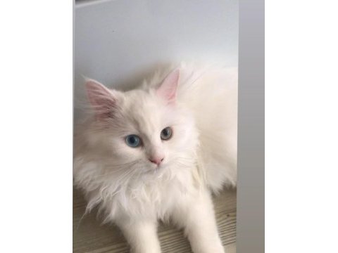 Şaşkin satişta british longhair