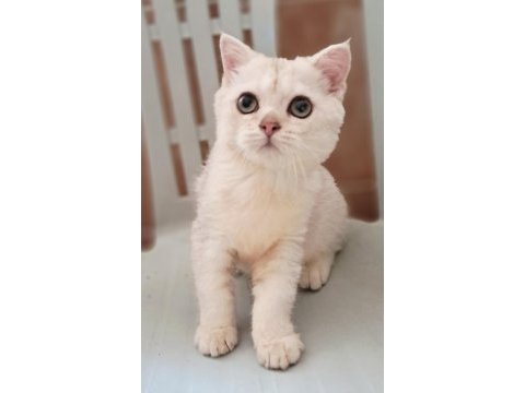 British shorthair erkek kedimiz