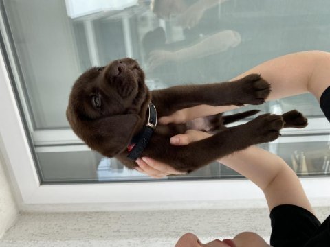 Çakır gözlü iki aylık labrador köpeği