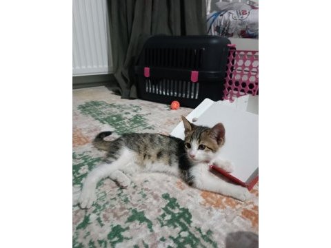 Minik kedimiz yuvasını arıyor