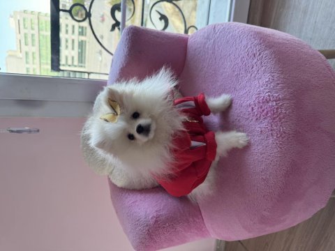 Pomeranian boo ayı surat
