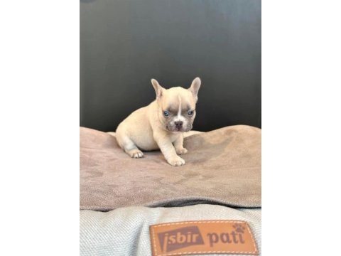 Üst düzey dişi erkek french bulldog