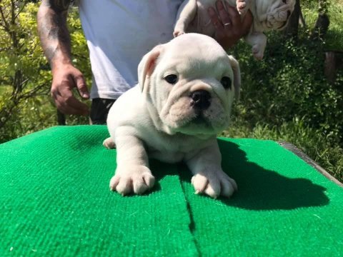 İngiliz bulldog yavruları
