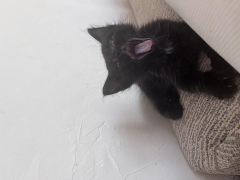 Kedimiz zeytin için yuva aranıyor