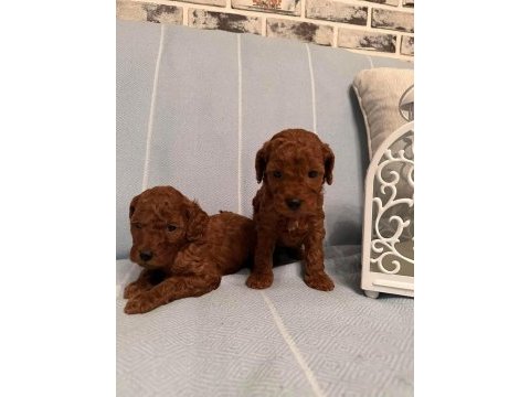 Show kalite kore kan gerçek toy poodle bebekler