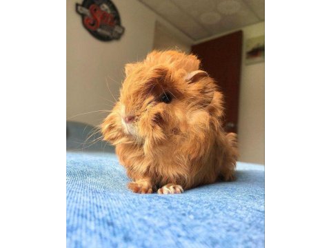 Guinea pig yavrular aynı gün set halinde teslim edilir