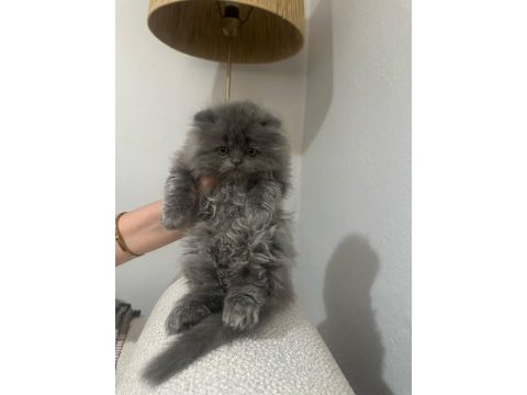 British longhair bebek
