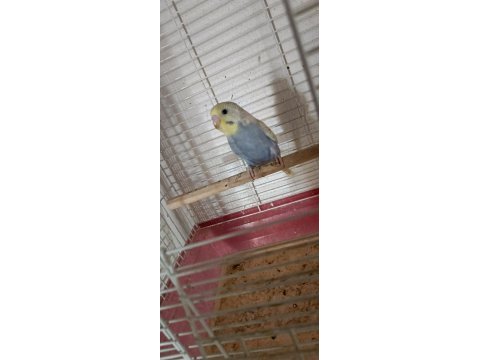 Yavru muhabbet kuşu bulunurlar