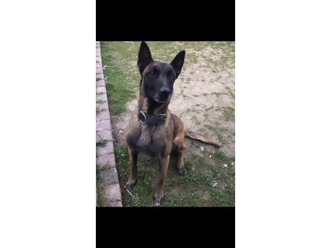 Fcı a şecereli malinoisler