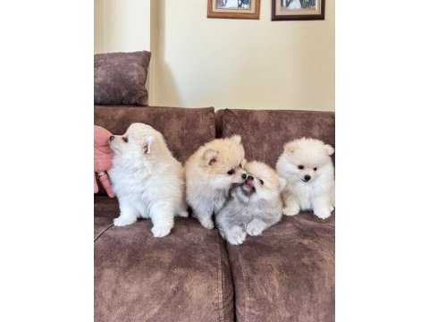 Pomeranian yavruları – 8 haftalık