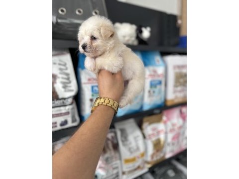 Tea cup maltese bebeklerimiz
