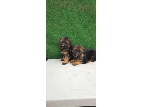 Showline alman çoban köpekler kızıl ve solid black mevcut