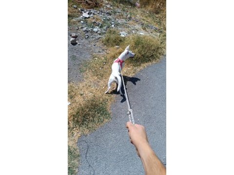 Beyaz 9 aylık dişi russell