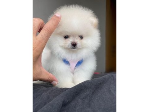 Safkan 1.sınıf pomeranian