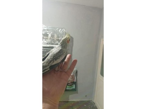 Sultan papağanı ele alışkın yavrular