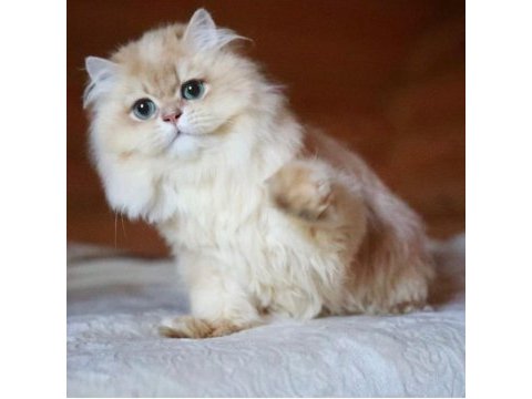 British longhair ny 11