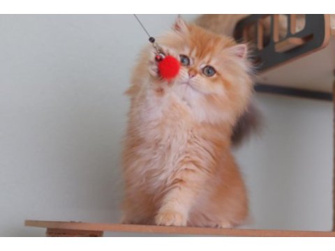 British longhair safkan dişi