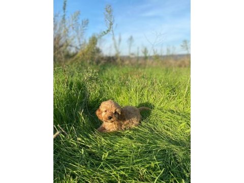 2 aylık toy poodle
