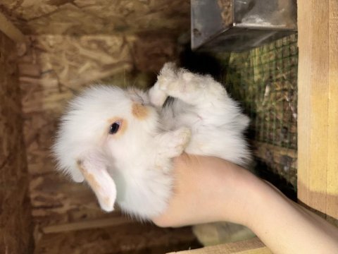 Hollanda lop tavşanı bebekleri