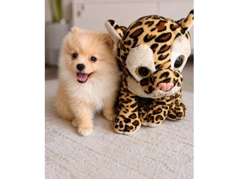Pomeranian köpeğimiz
