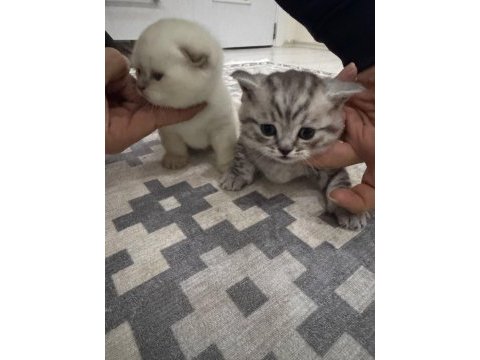 Evcil yavru british shorthair