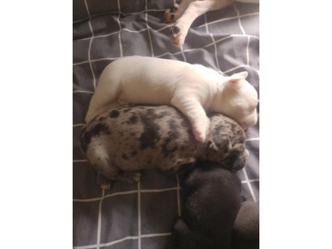 6 ayrı renk çeşitlerinde french bulldog kardeşler