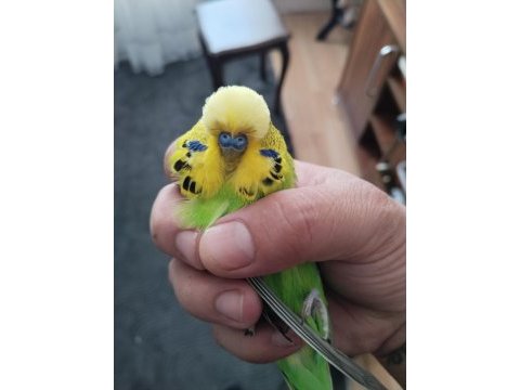 Muhabbet kuşu kaçıran üzülür