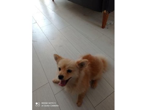 Pomeranian boo acil