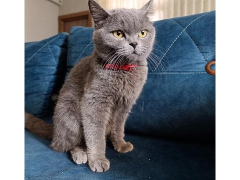 2 yaşında dişi safkan british shorthair