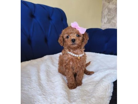 Red toy poodle kızımız
