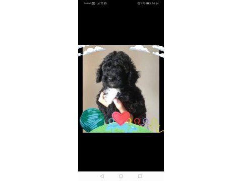 Evde bakılabilecek tek ırk toy poodle