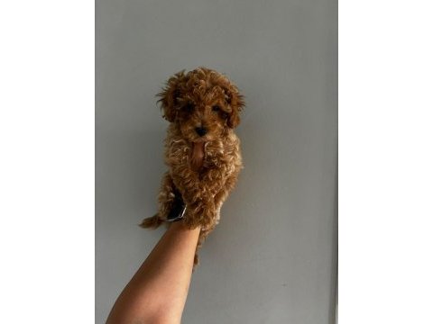 Teacup dişi kore poodle