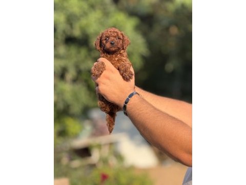 Çiş eğitimli sağlık garantili aşılı toy poodle 