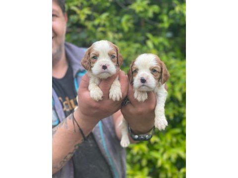 Sağlık ve ırk garantili cavalier king charles yavrularım