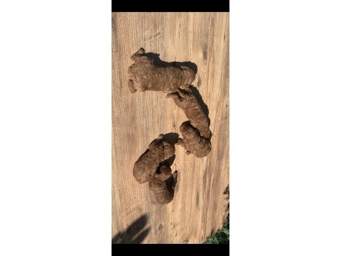 A+++ safkan toy poodle yavrularım