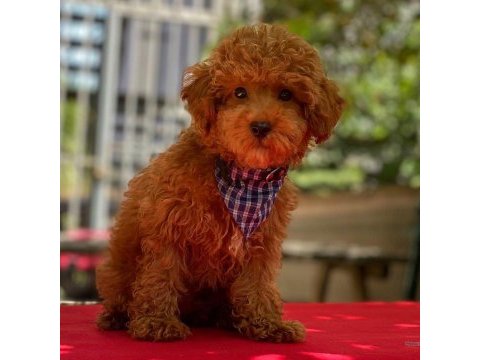 A kalite ırk sağlık garantili poodle