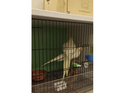 Tecrübeli kırmızı göz lutino sultan papağanı